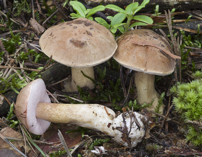 Tylopilus felleus